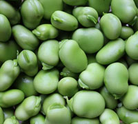 Broad Bean
