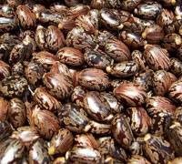Castor seeds