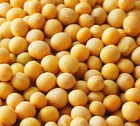 Dried Soybeans