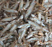 Dried Whole Stock Fish