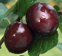 Extra Quality Santa Rosa Plums