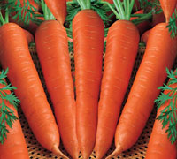 FRESH CARROTS