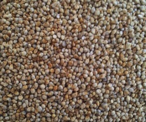 Green Millet