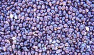 Hulled Black Millet