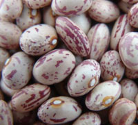 LIGHT SPECKLED KIDNEY BEANS (XINJIANG TYPE )
