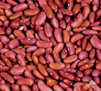 Light red kidney bean