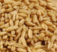 Oats kernel