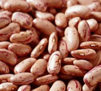 Pinto beans