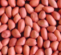 Red Skin Peanut 60 70
