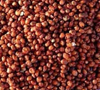 Red Sorghum