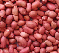 Red skin peanut kernel