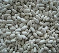 WHITE KIDNEY BEANS (MEDIUM TYPE)