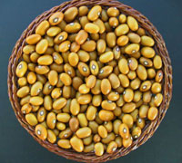 Yellow kidney beans