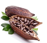 COCOA/ CACAO/ CHOCOLATE BEAN